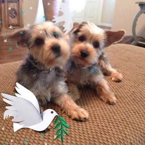 Meet your Posher, Connie